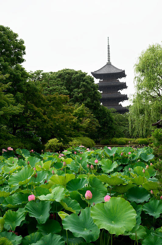 四季の花達 雨蓮@東寺_f0032011_20090480.jpg
