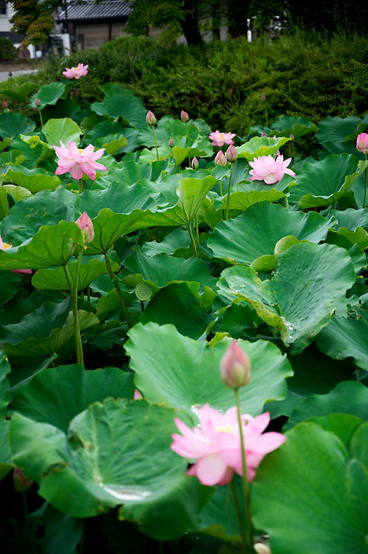 四季の花達 雨蓮@東寺_f0032011_20090487.jpg