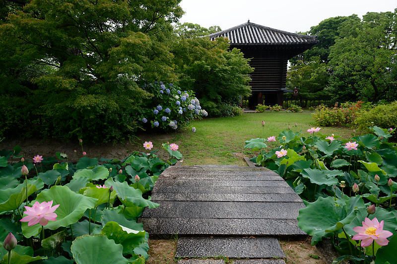 四季の花達 雨蓮@東寺_f0032011_20090497.jpg