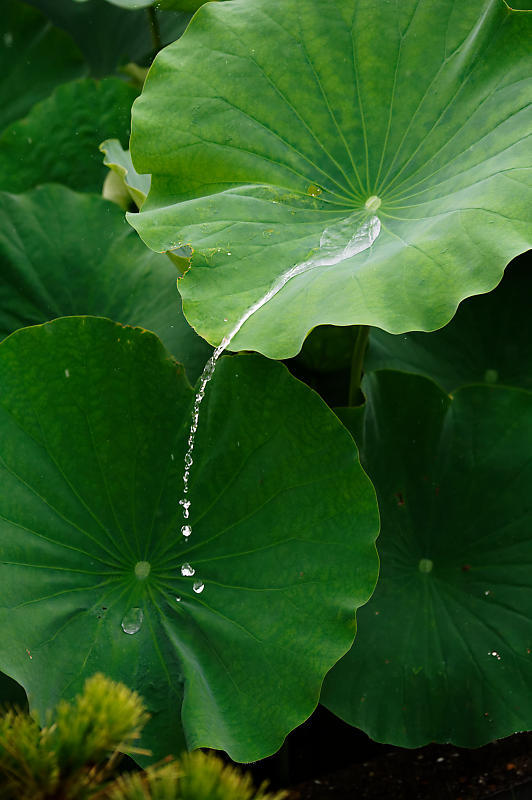 四季の花達 雨蓮@東寺_f0032011_20090530.jpg
