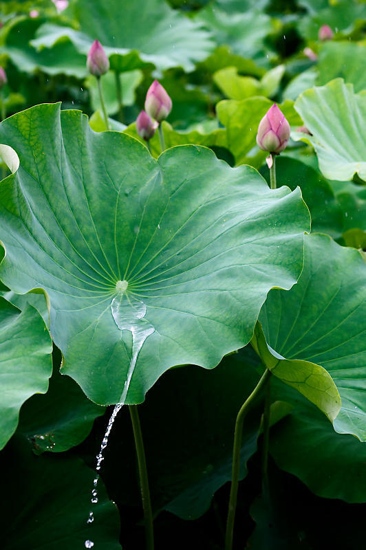 四季の花達 雨蓮@東寺_f0032011_20090581.jpg