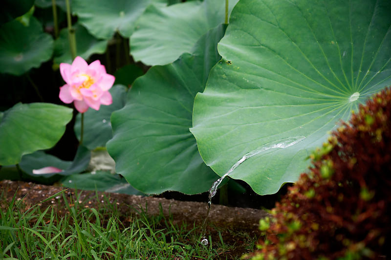 四季の花達 雨蓮@東寺_f0032011_20093531.jpg