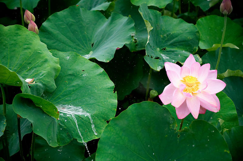 四季の花達 雨蓮@東寺_f0032011_20102551.jpg