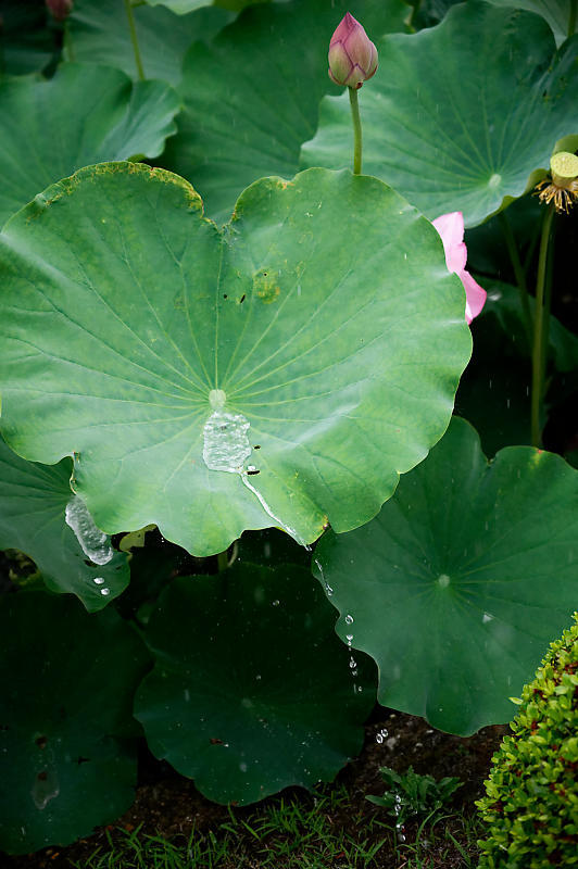 四季の花達 雨蓮@東寺_f0032011_20102558.jpg