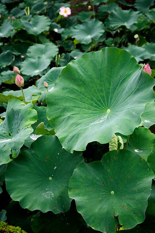 四季の花達 雨蓮@東寺_f0032011_20102562.jpg