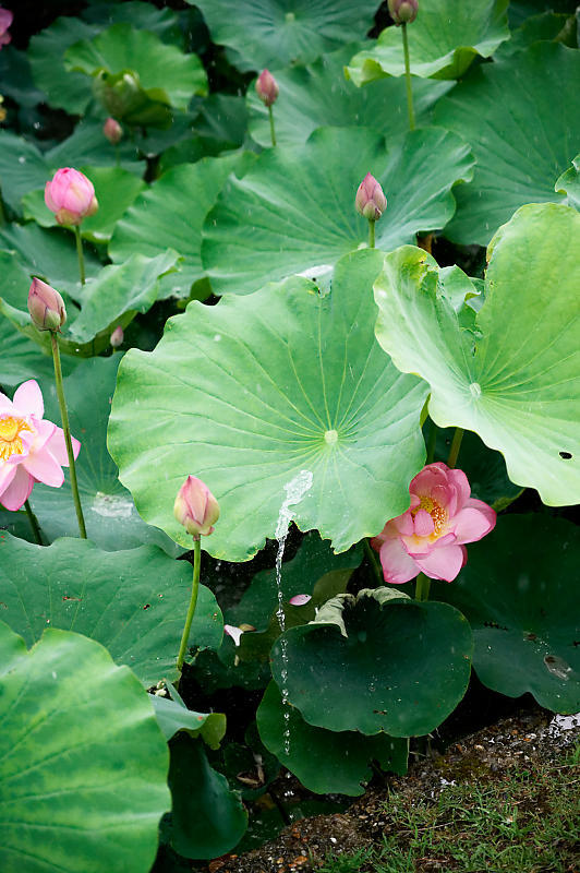 四季の花達 雨蓮@東寺_f0032011_20102583.jpg