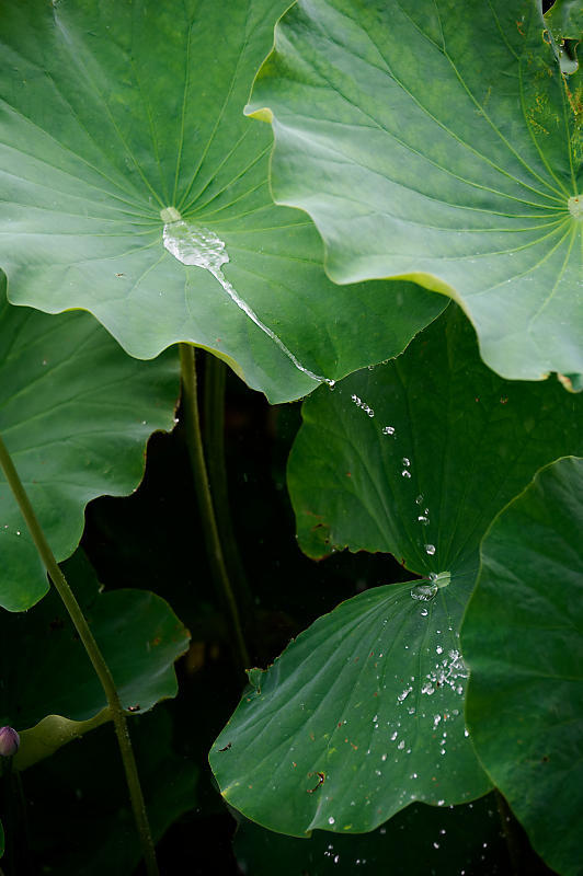 四季の花達 雨蓮@東寺_f0032011_20102696.jpg