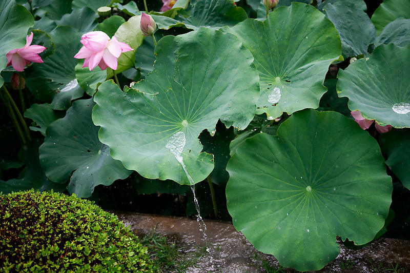 四季の花達 雨蓮@東寺_f0032011_20125755.jpg