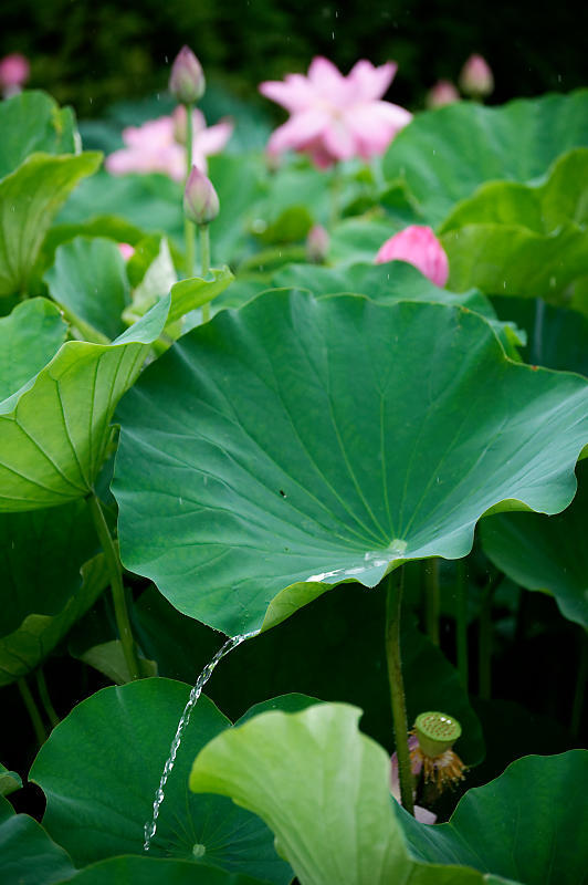四季の花達 雨蓮@東寺_f0032011_20125769.jpg