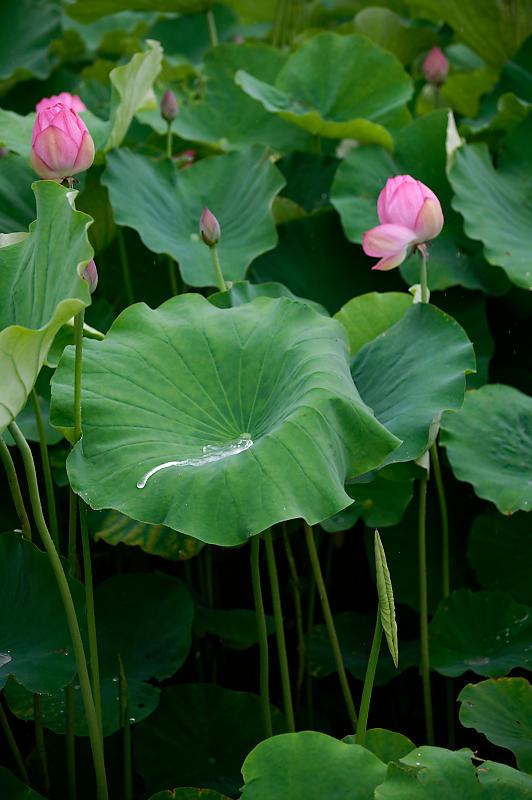 四季の花達 雨蓮@東寺_f0032011_20125791.jpg