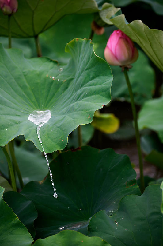 四季の花達 雨蓮@東寺_f0032011_20125820.jpg