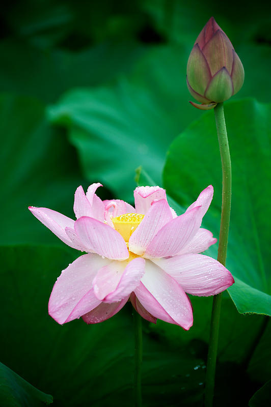 四季の花達 雨蓮@東寺_f0032011_20125861.jpg