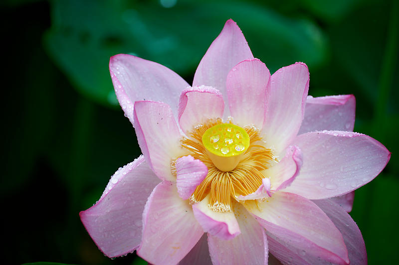 四季の花達 雨蓮@東寺_f0032011_20125890.jpg