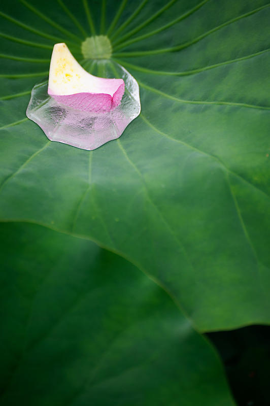 四季の花達 雨蓮@東寺_f0032011_20140701.jpg