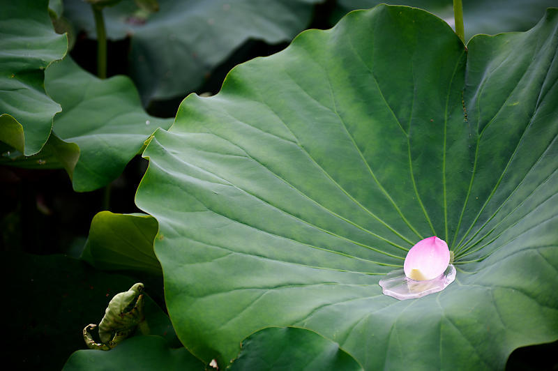 四季の花達 雨蓮@東寺_f0032011_20140755.jpg