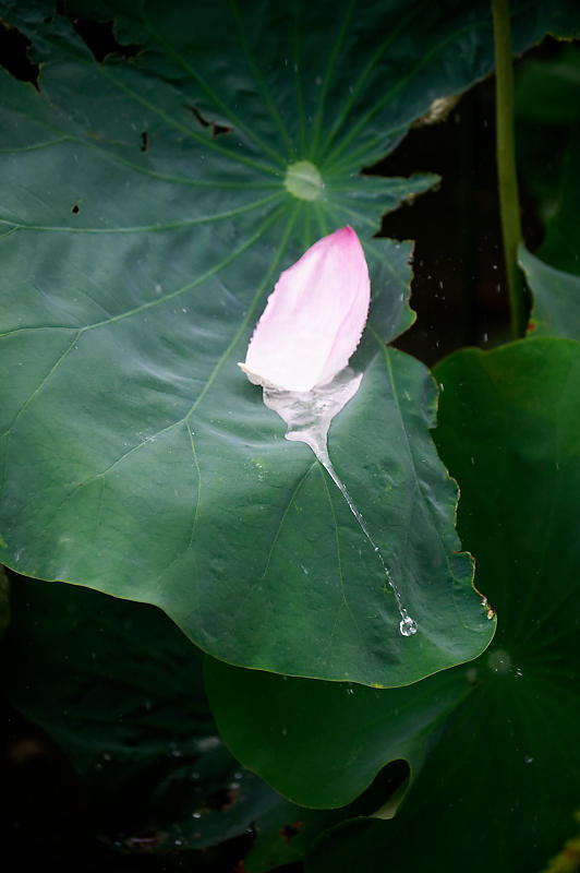 四季の花達 雨蓮@東寺_f0032011_20140798.jpg
