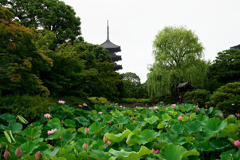 四季の花達 雨蓮@東寺_f0032011_20145137.jpg