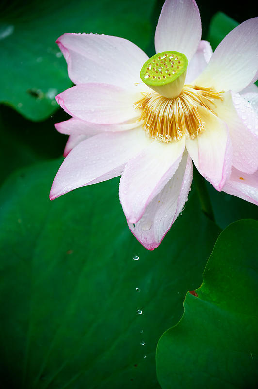 四季の花達 雨蓮@東寺_f0032011_20145177.jpg