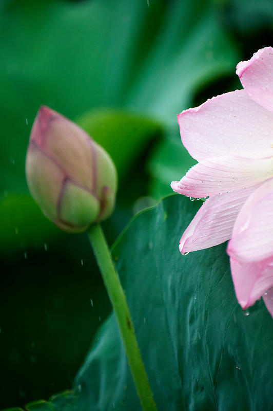 四季の花達 雨蓮@東寺_f0032011_20145182.jpg
