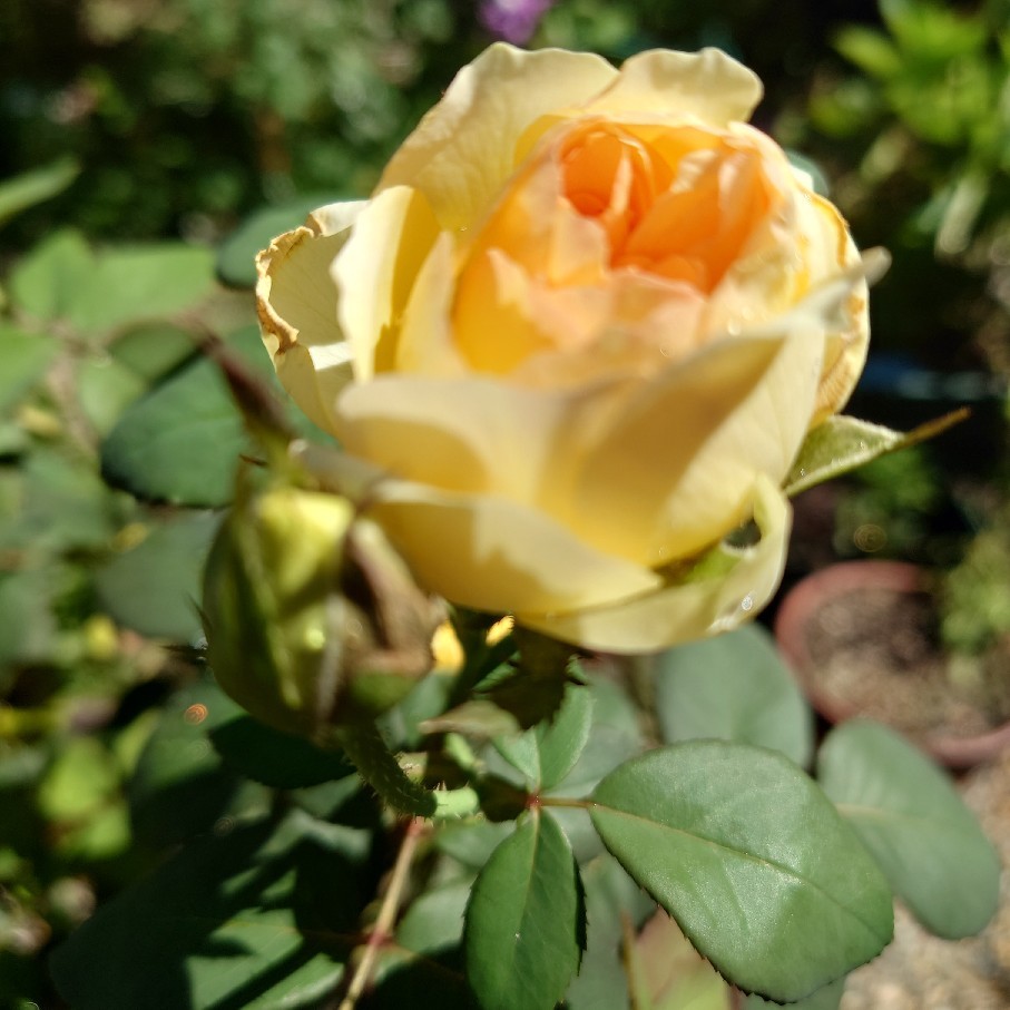 今　元気で綺麗に咲いているのは黄色のバラ_c0404712_09431892.jpg