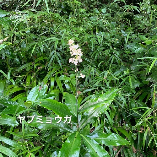 16年ぶりに訪れる箱根・飛竜の滝　その7_c0196928_13300167.jpg