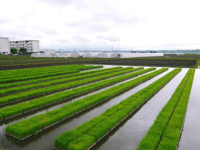 七城米　長尾農園　現在販売中の七城米は残りわずか！令和4年度のお米も美しすぎる田んぼで元気に成長中_a0254656_17344687.jpg