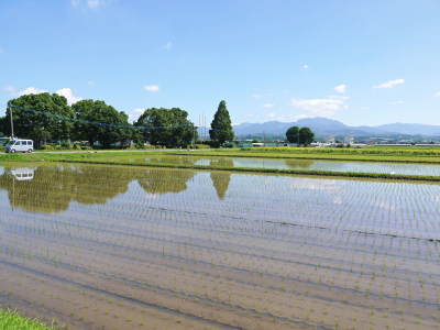 七城米　長尾農園　現在販売中の七城米は残りわずか！令和4年度のお米も美しすぎる田んぼで元気に成長中_a0254656_17385640.jpg