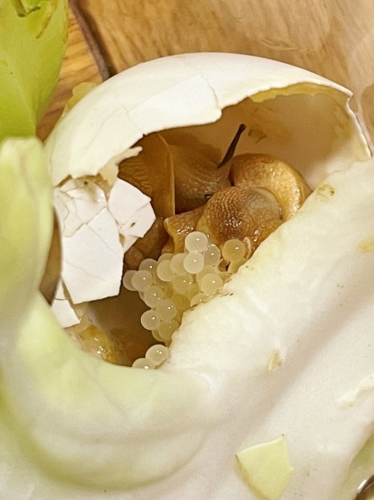 ウチのカタツムリが卵を産んだ！_e0045768_22092694.jpg