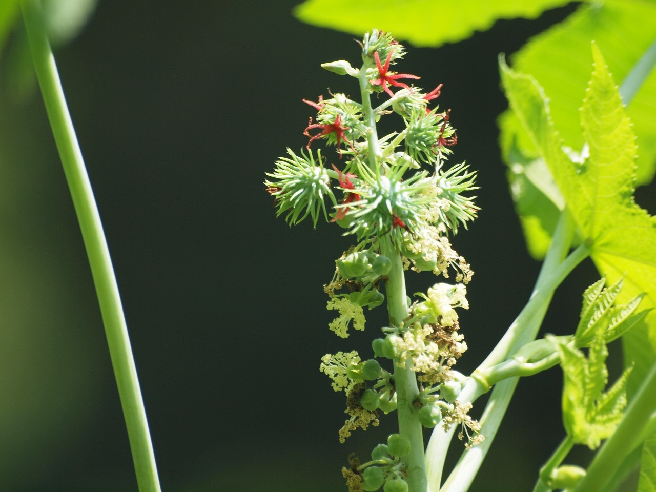 唐胡麻 トウゴマ や胡麻 ゴマ や菊苦菜 キクニガナ 等の花達 自然風の自然風だより 唐胡麻 トウゴマ や胡麻 ゴマ や菊苦菜 キクニガナ 等の花達 自然風の自然風だより