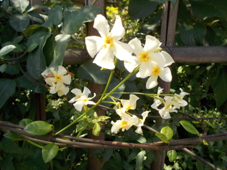 ピース押し入れで昼寝 定家かづらの花 おしゃべりねこ