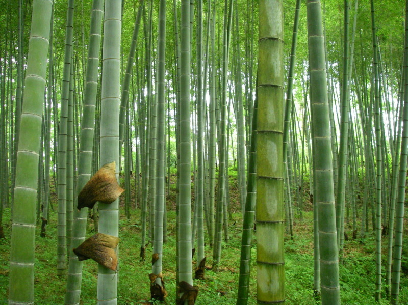 ぶらさかば　町田の別所と小山田緑地を歩く_f0344405_10545955.jpg