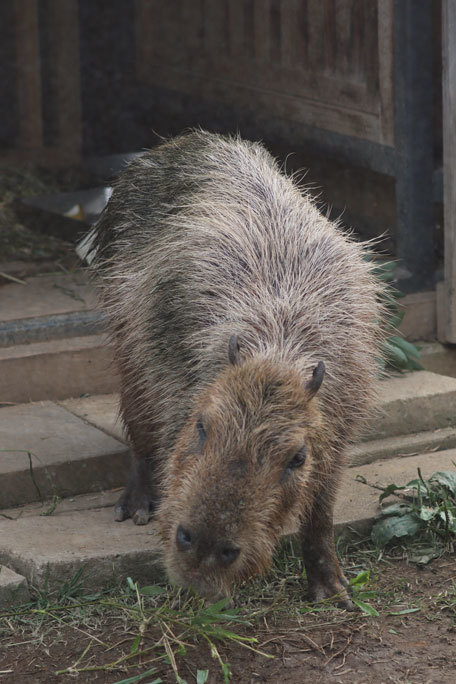 カピバラ マオ の想い出とアフリカタテガミヤマアラシ アンニン のお食事 上野動物園 October 続々 動物園ありマス