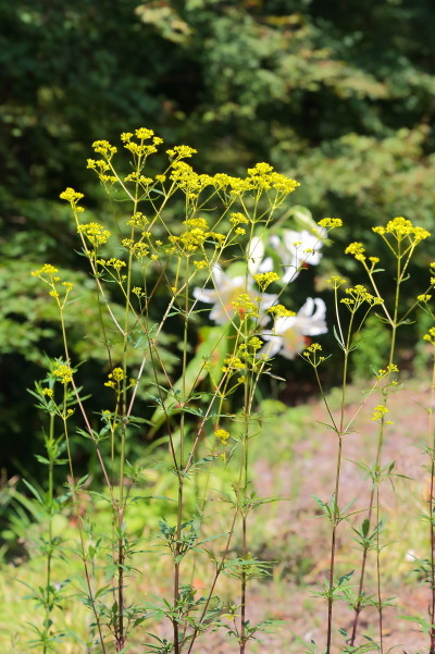 夏の花と秋の花が混在する赤城自然園_e0413627_17391082.jpg