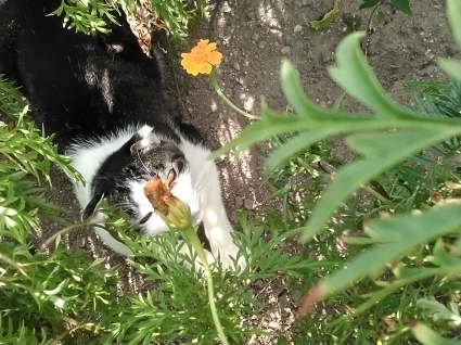 大暑の花…_b0368362_20331859.jpg