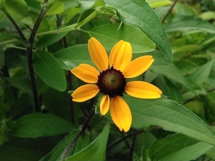 大暑の花…_b0368362_20332109.jpg