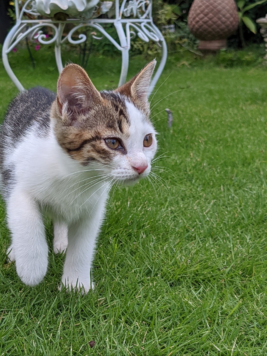 子猫に癒やされてます_e0356469_21281145.jpg