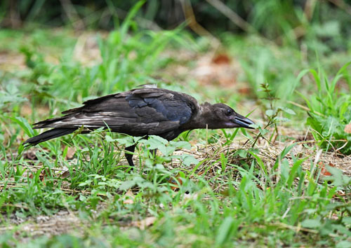 水元公園＝カワセミ、謎のカラス : 関東界隈の野鳥達