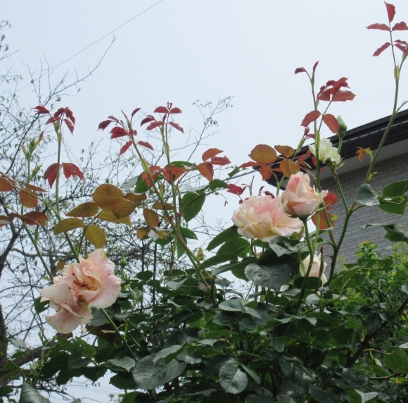 7月の花たち_d0009101_09594365.jpg