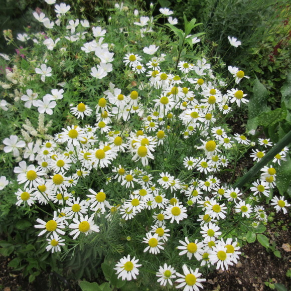 7月の花たち_d0009101_10001209.jpg