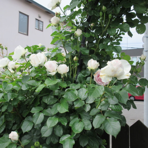 7月の花たち_d0009101_10025988.jpg