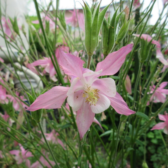 7月の花たち_d0009101_10034647.jpg