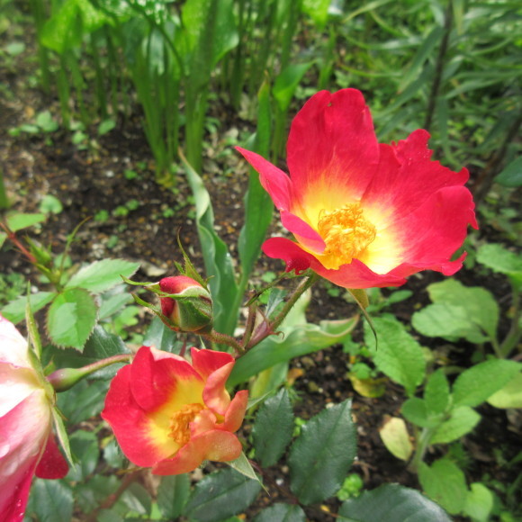 7月の花たち_d0009101_10055921.jpg