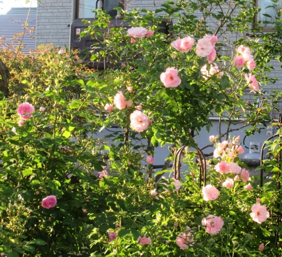 7月の花たち_d0009101_10064063.jpg