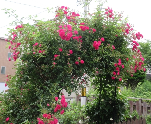 7月の花たち_d0009101_10071305.jpg