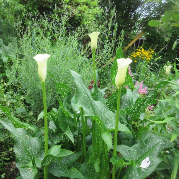 7月の花たち_d0009101_10081896.jpg