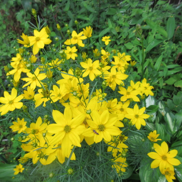 7月の花たち_d0009101_10091039.jpg