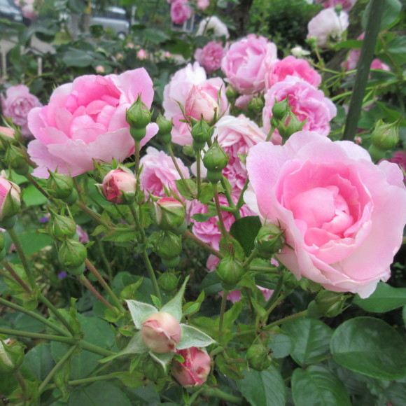 7月の花たち_d0009101_10183422.jpg