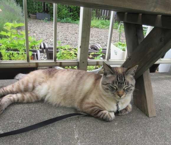 7月の花たち_d0009101_10281223.jpg