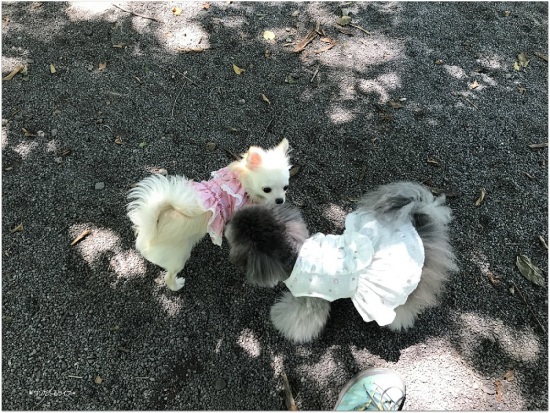 * またまたフランと軽井沢 *_d0317115_21422593.jpg