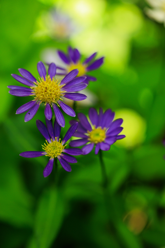 大原菊と初夏の花咲く蓮華寺_f0155048_22013848.jpg